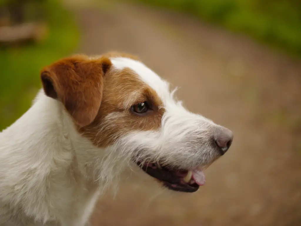 Jack Russell Terrier im Porträt