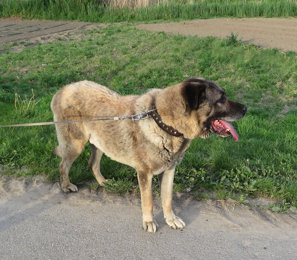 Kangal im Porträt