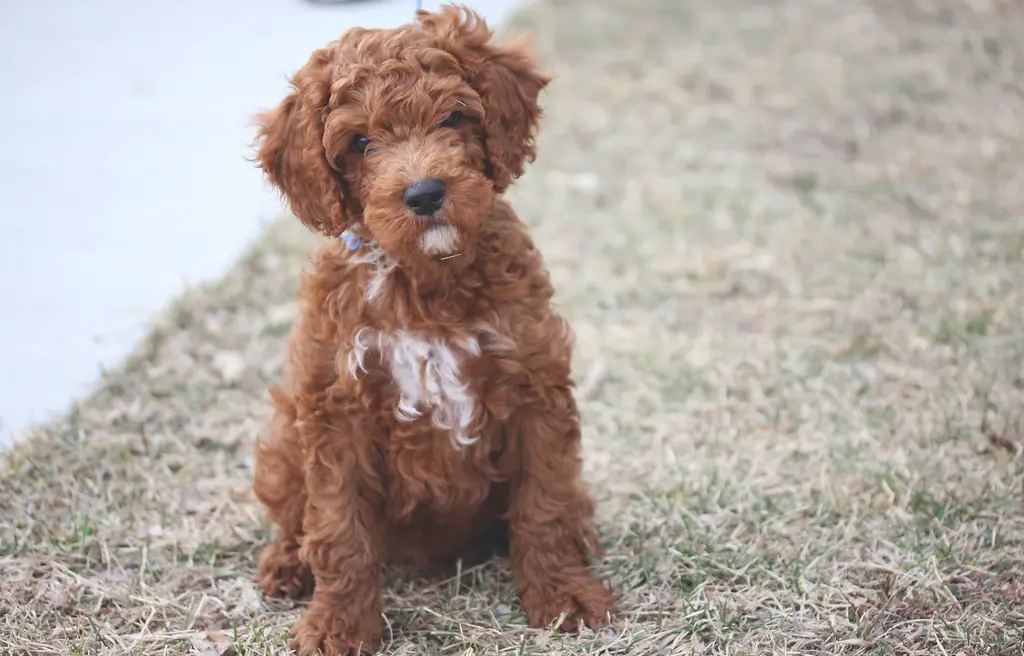 Labradoodle im Porträt