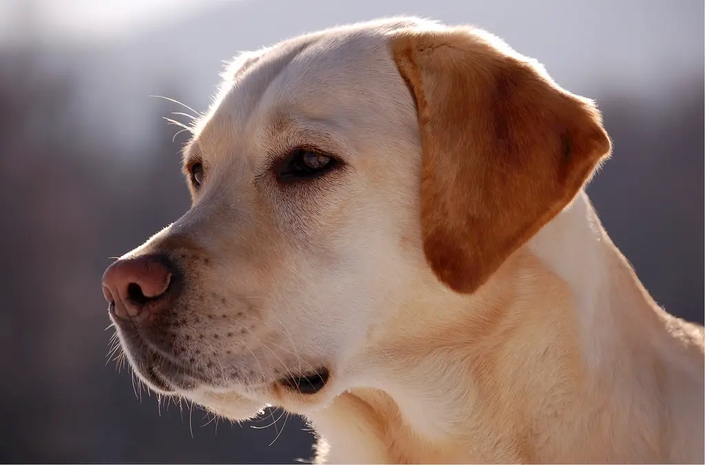 Labrador Retriever im Porträt