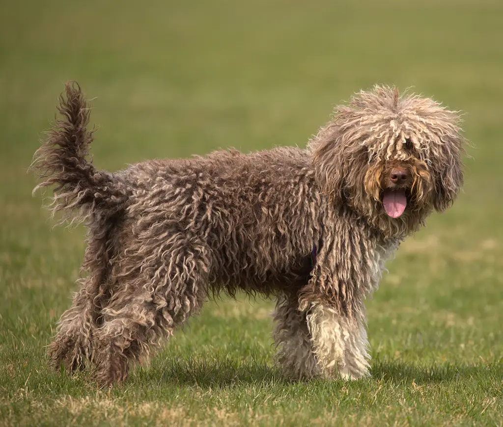 Lagotto Romagnolo im Porträt