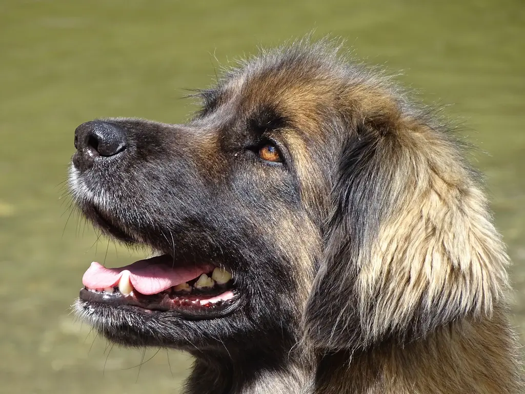 Leonberger im Porträt