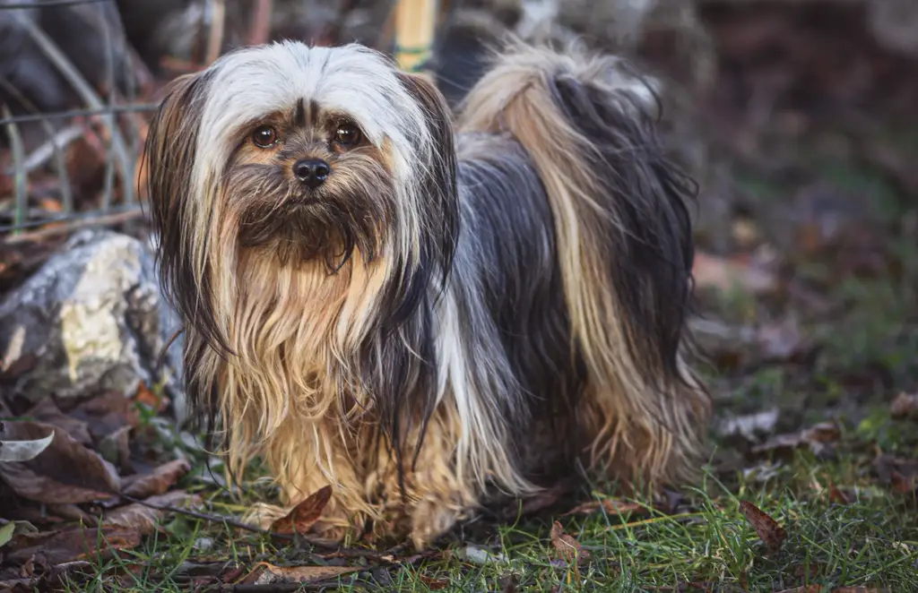 Lhasa Apso im Porträt