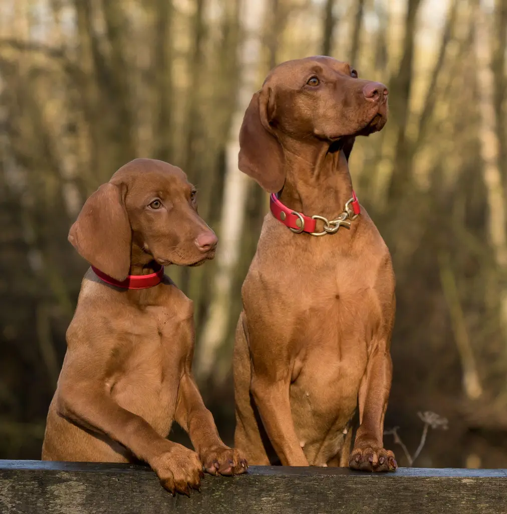 Magyar Vizsla im Porträt