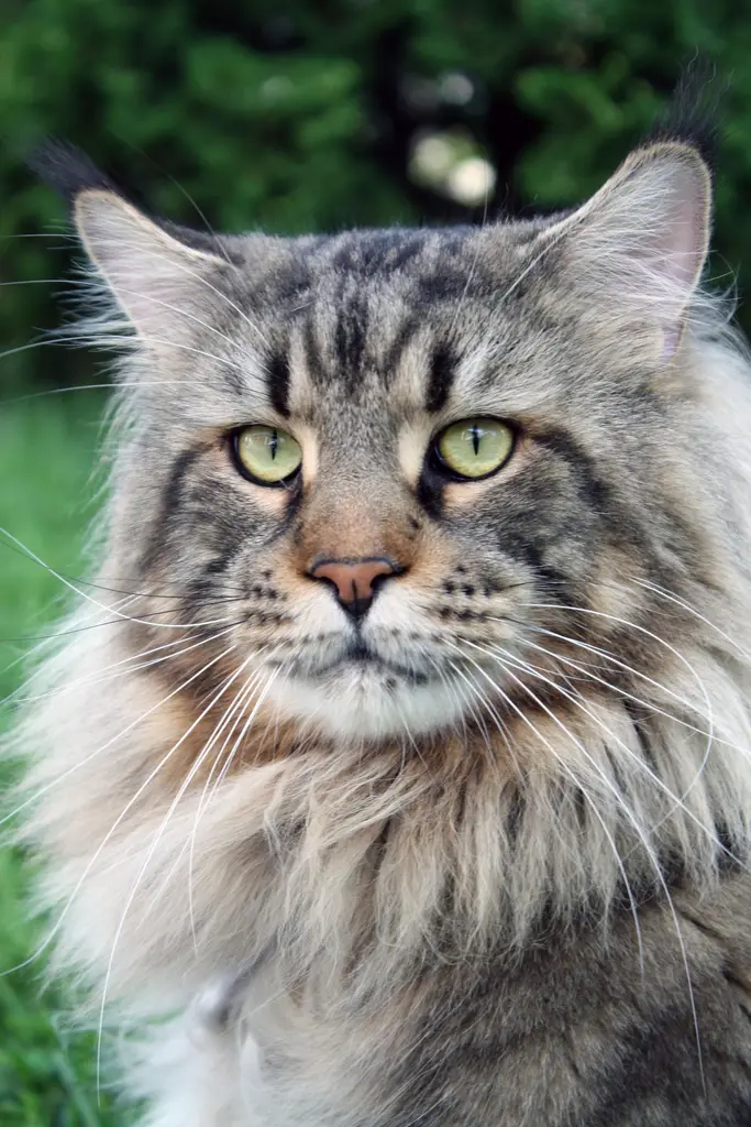 Maine Coon im Porträt