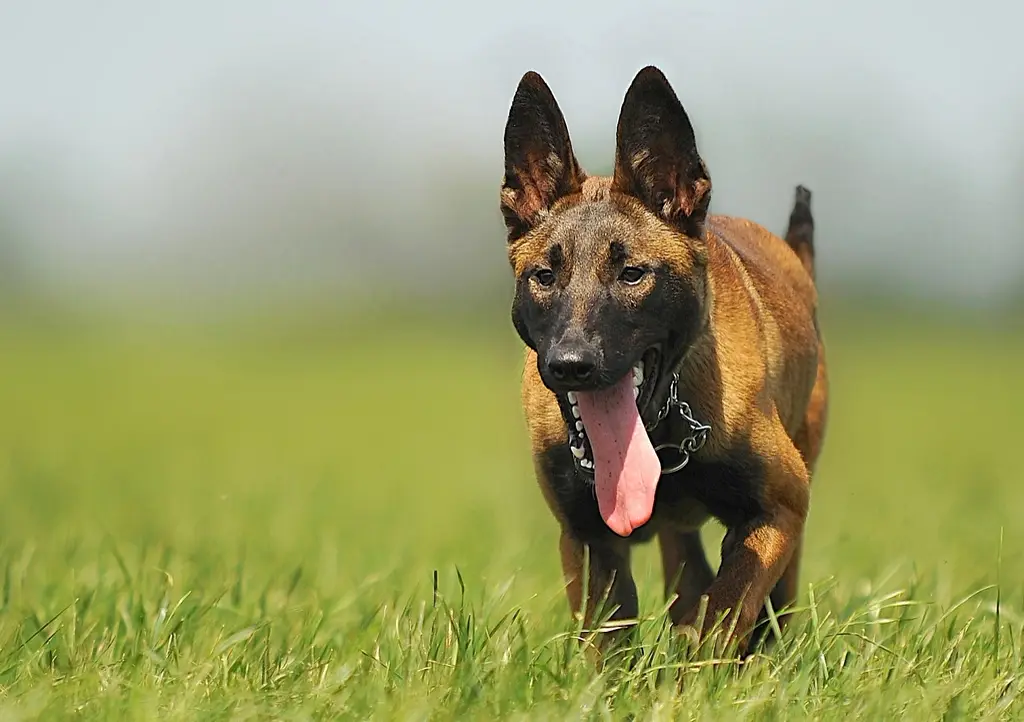 Malinois im Porträt