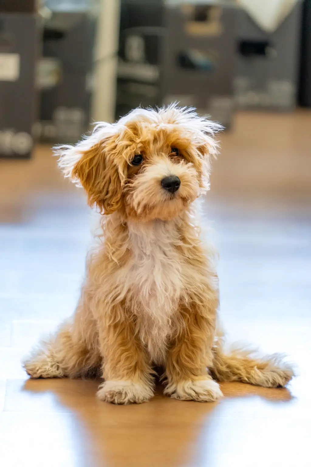 Maltipoo im Porträt