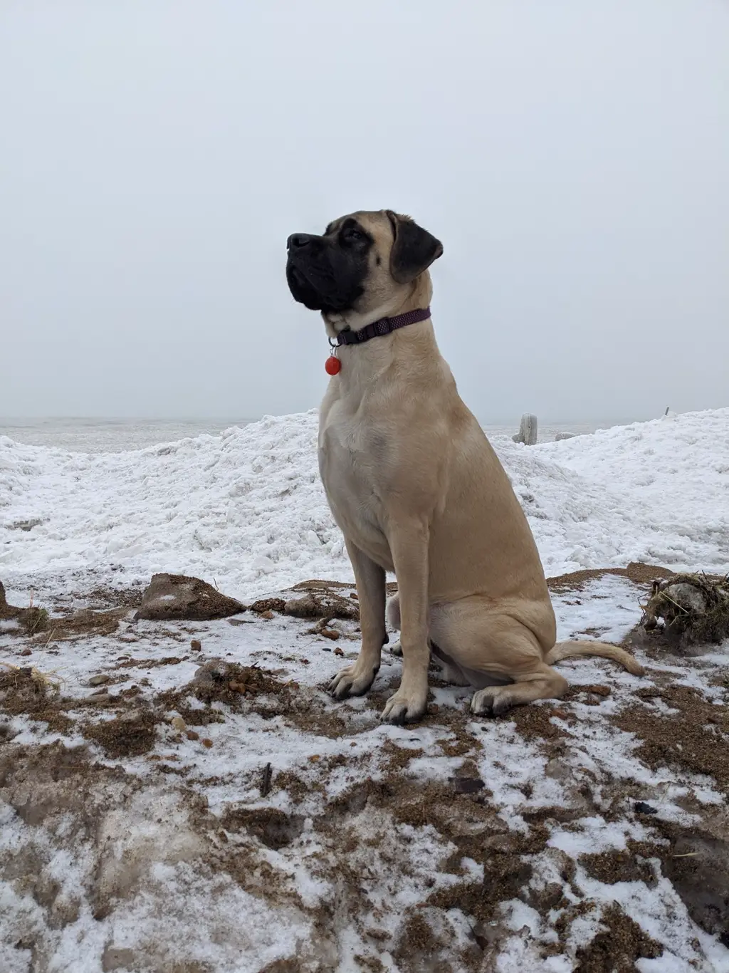Mastiff im Porträt