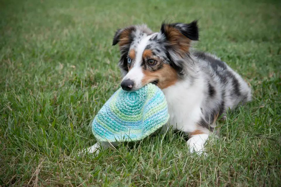 Miniature American Shepherd im Porträt