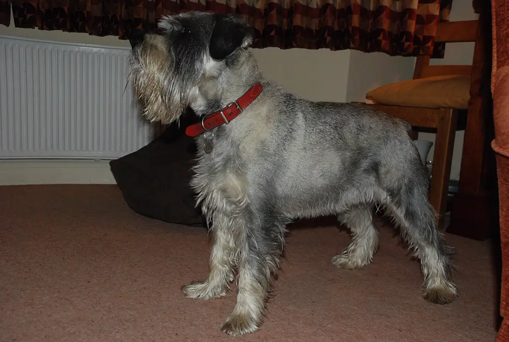 Mittelschnauzer im Porträt