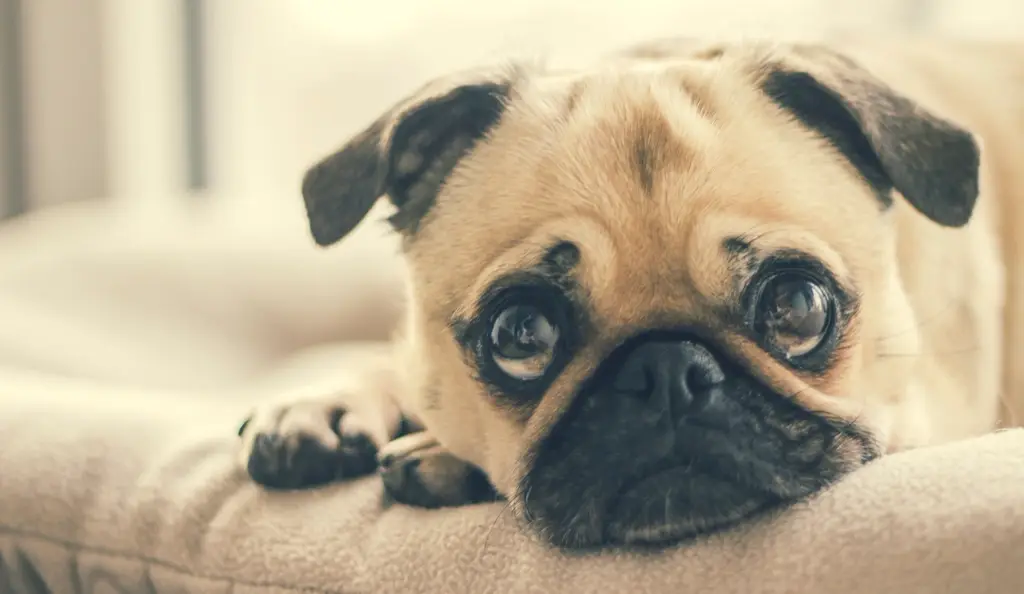 Mops im Porträt
