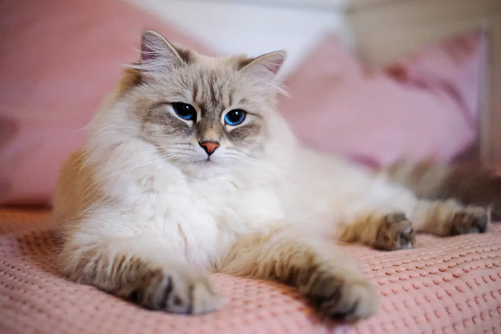 Neva Masquerade im Porträt
