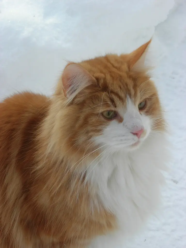 Norwegische Waldkatze im Porträt