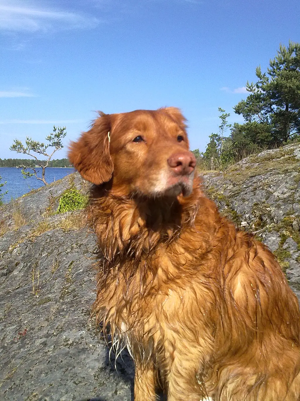 Nova Scotia Duck Tolling Retriever im Porträt