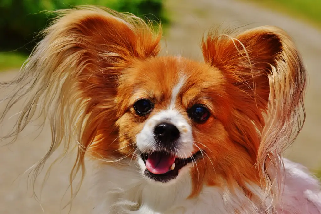 Papillon im Porträt