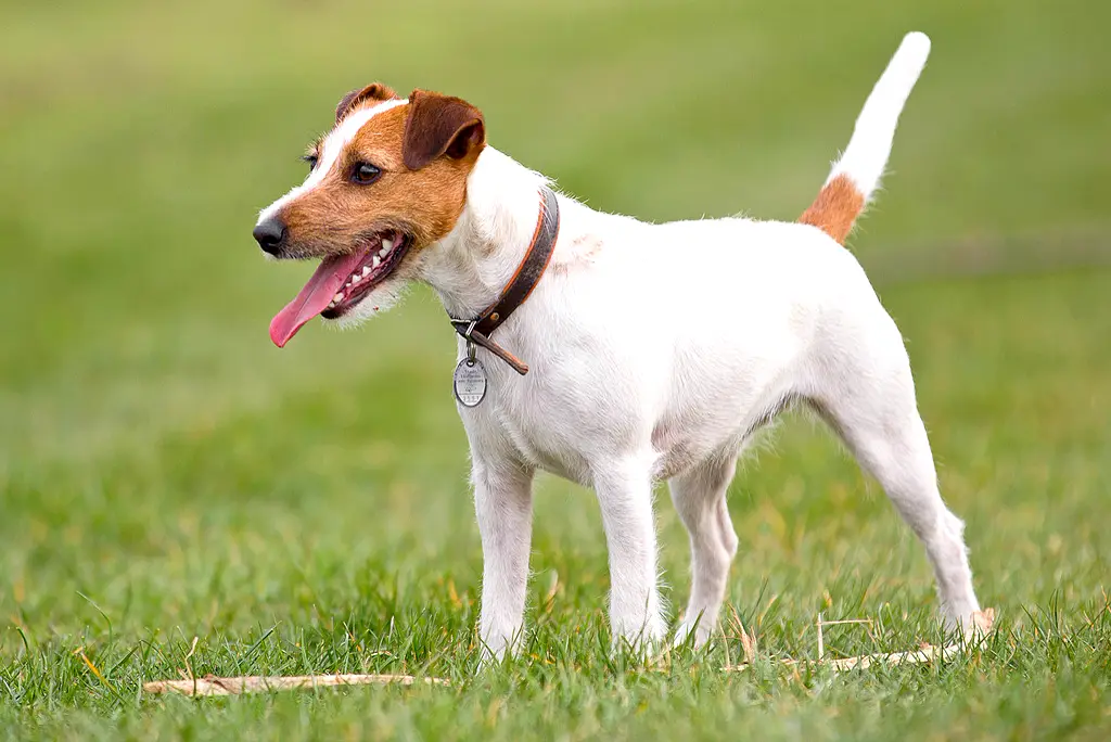 Parson Russell Terrier im Porträt