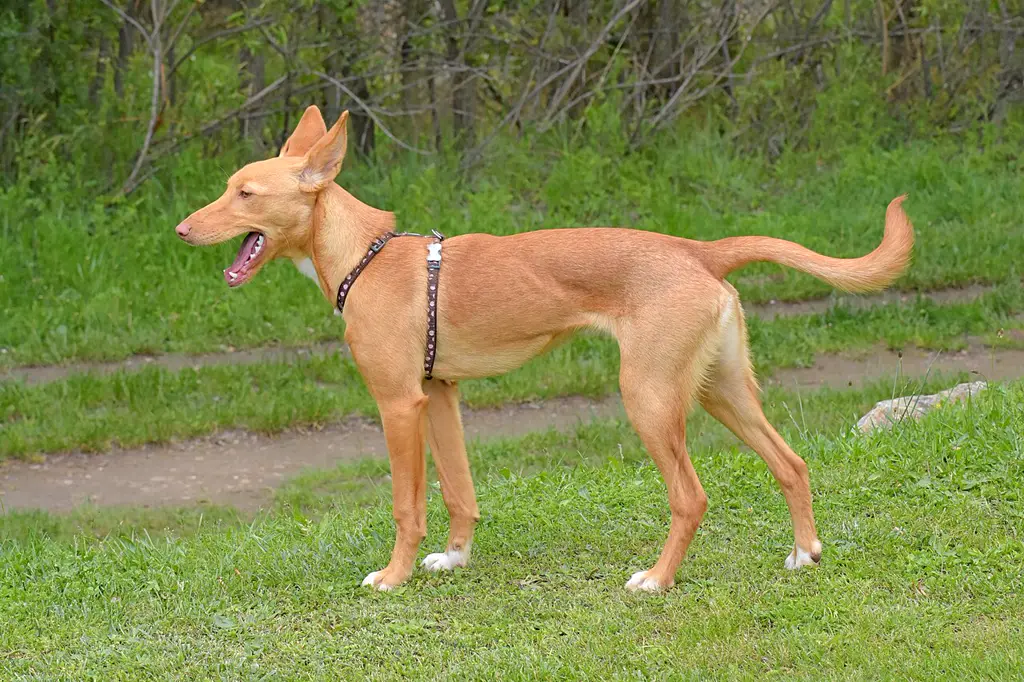 Podenco im Porträt