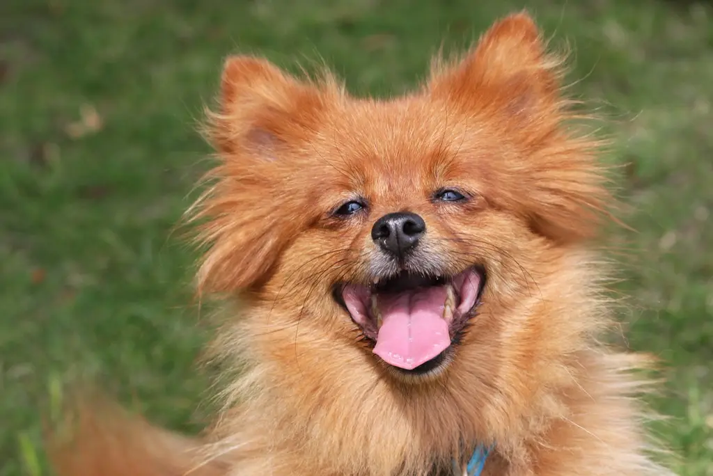 Pomeranian im Porträt