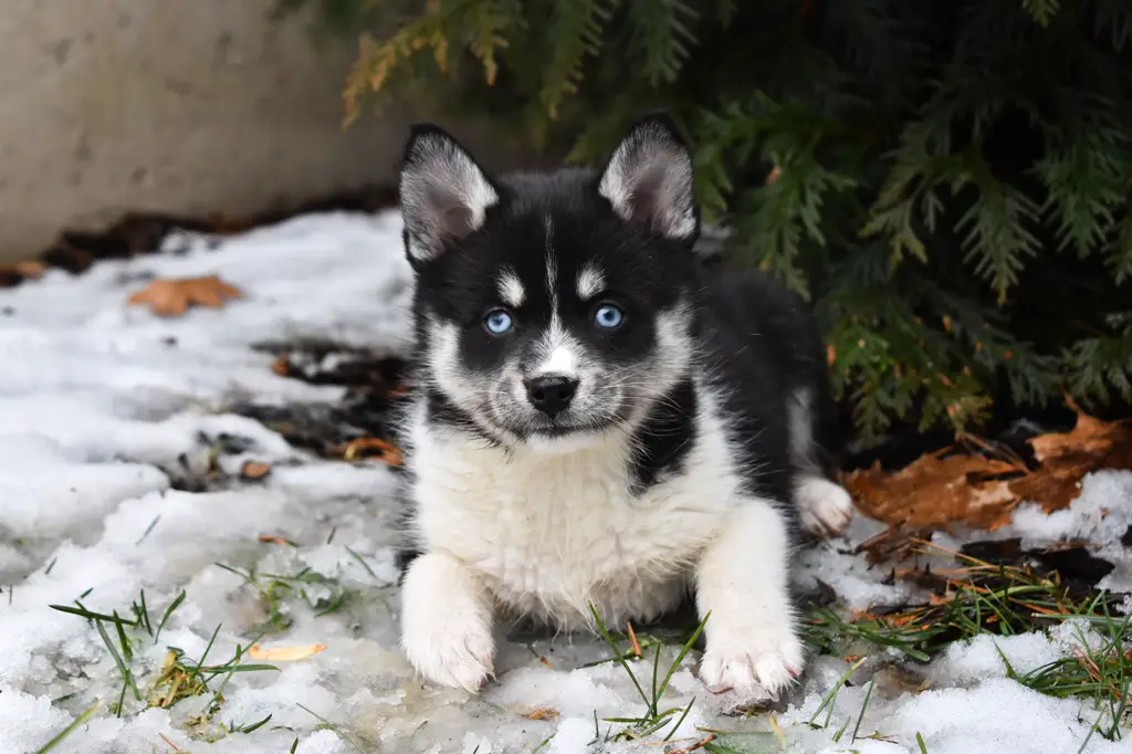 Pomsky im Porträt