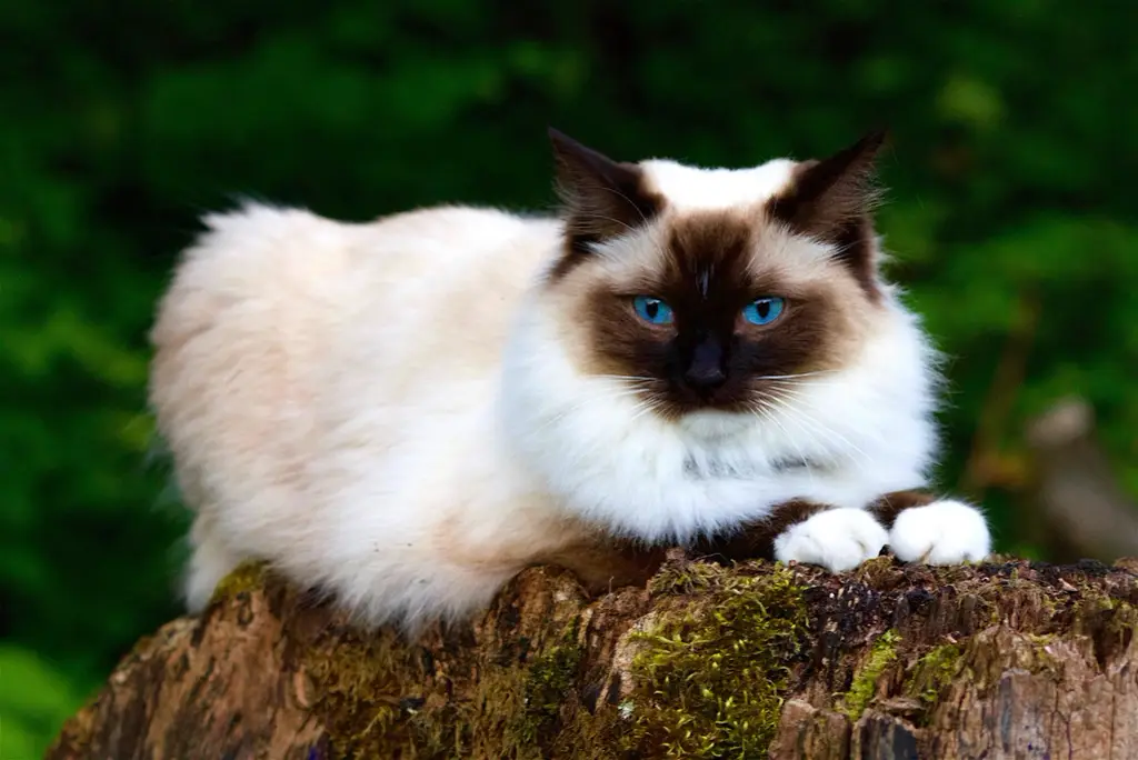 Ragdoll im Porträt