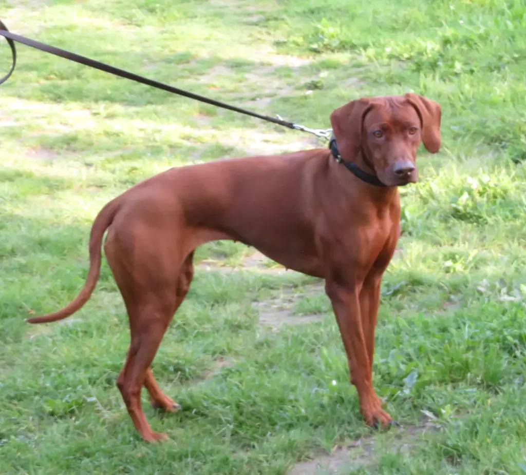 Rhodesian Ridgeback im Porträt