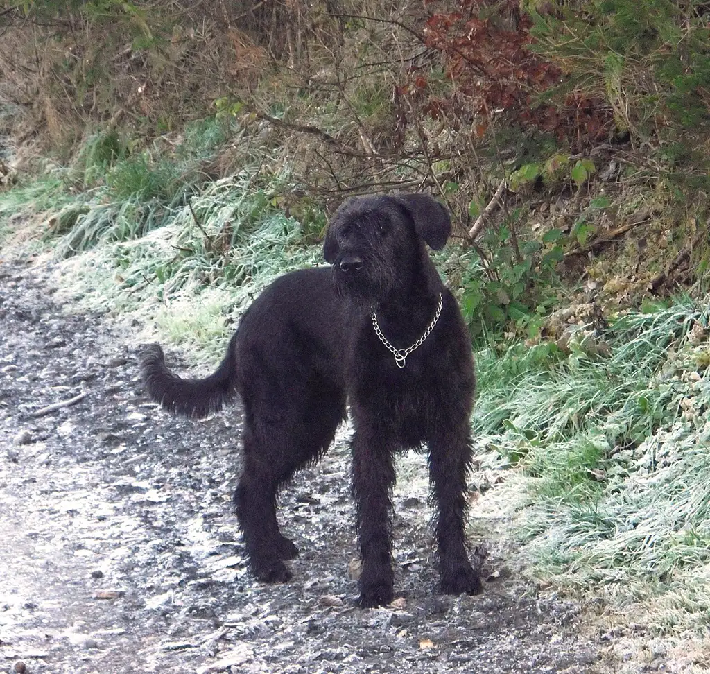 Riesenschnauzer