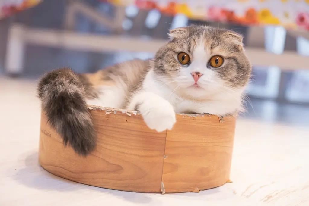 Scottish Fold im Porträt