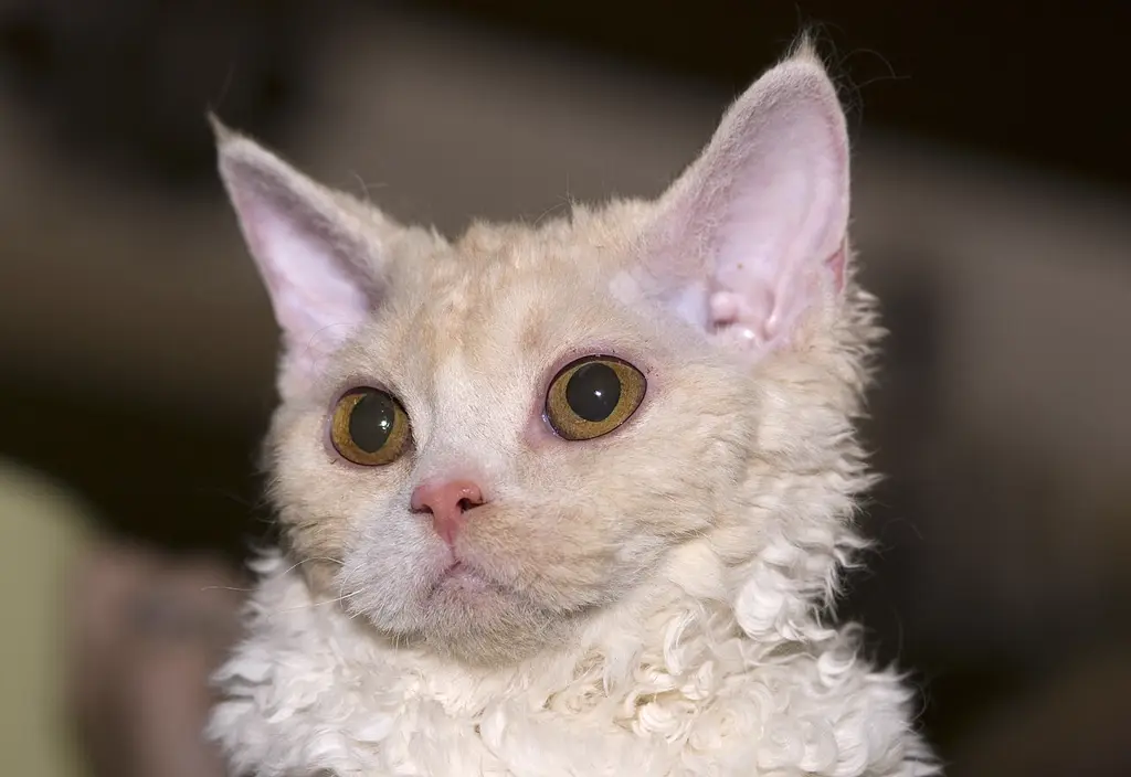 Selkirk Rex im Porträt