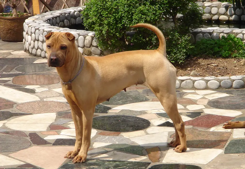 Shar Pei im Porträt