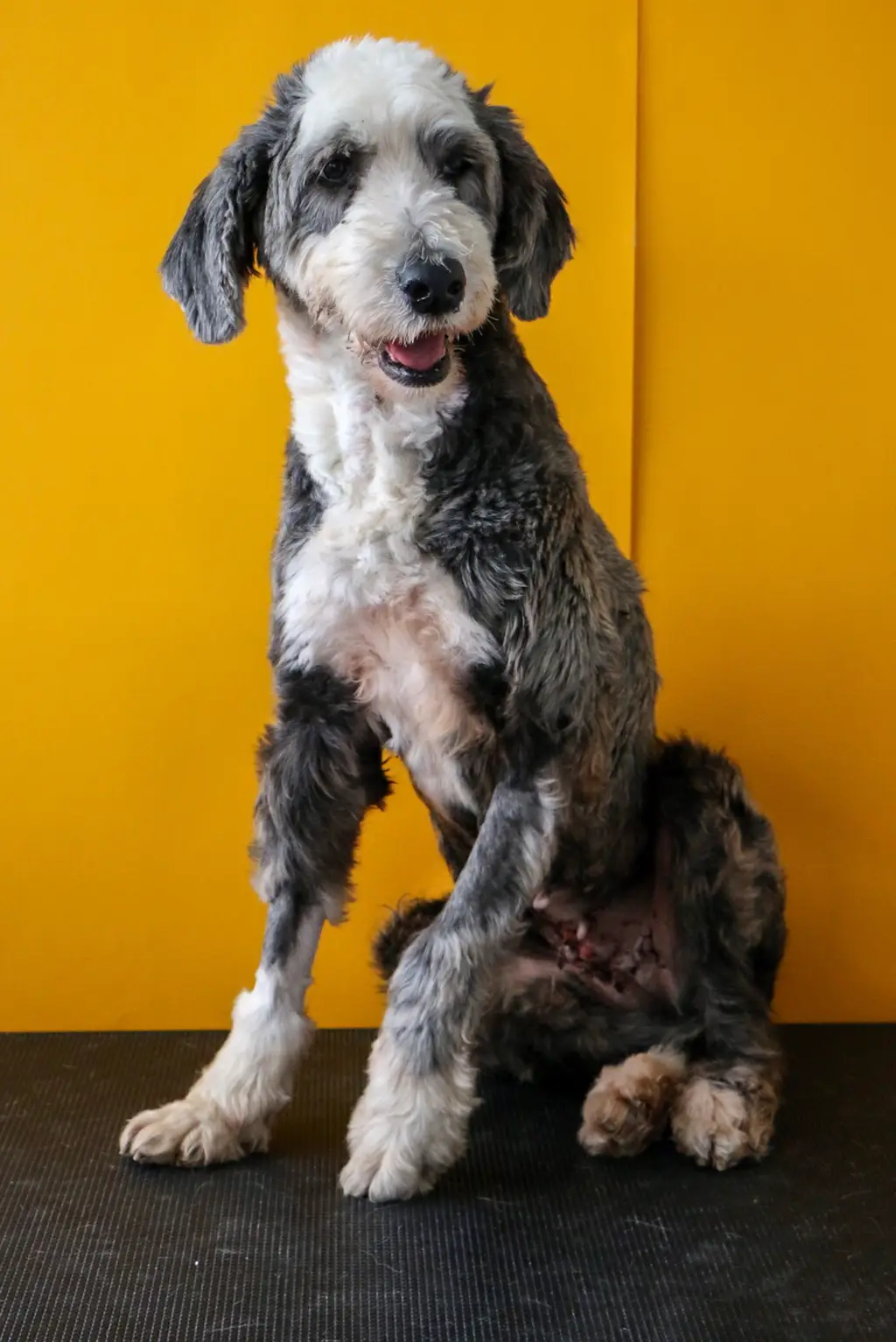 Sheepadoodle im Porträt