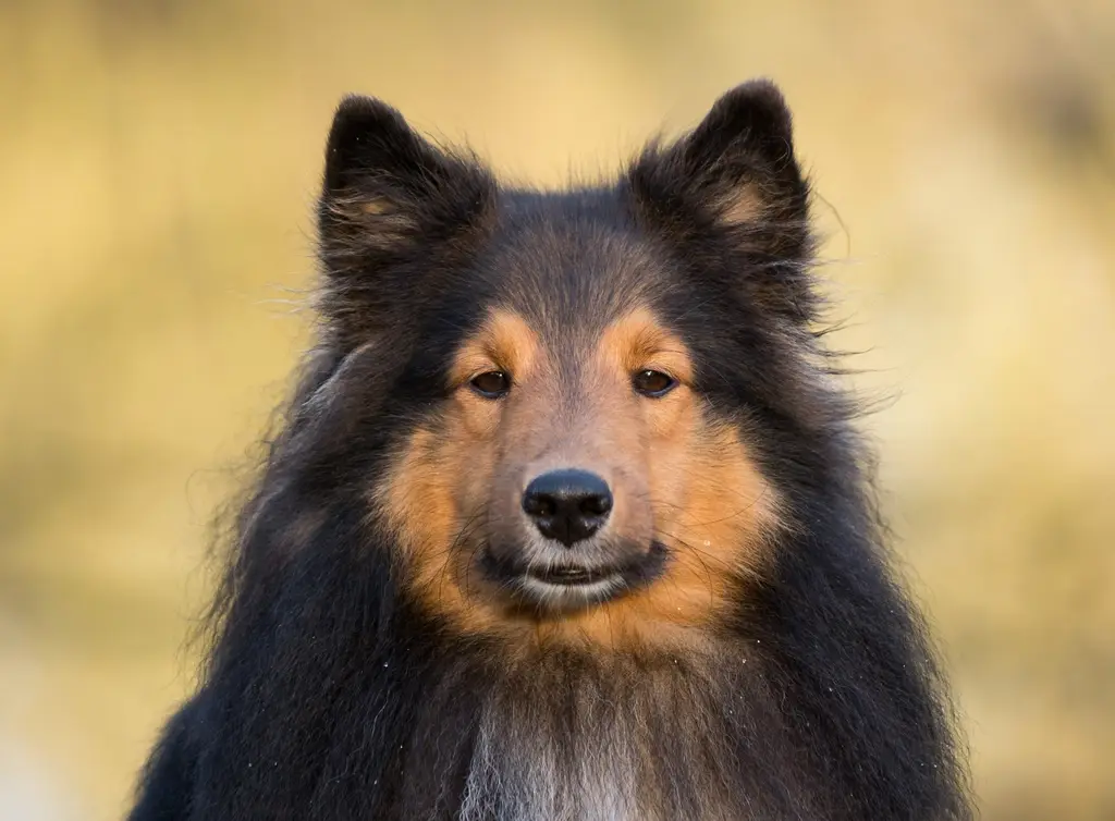 Sheltie im Porträt