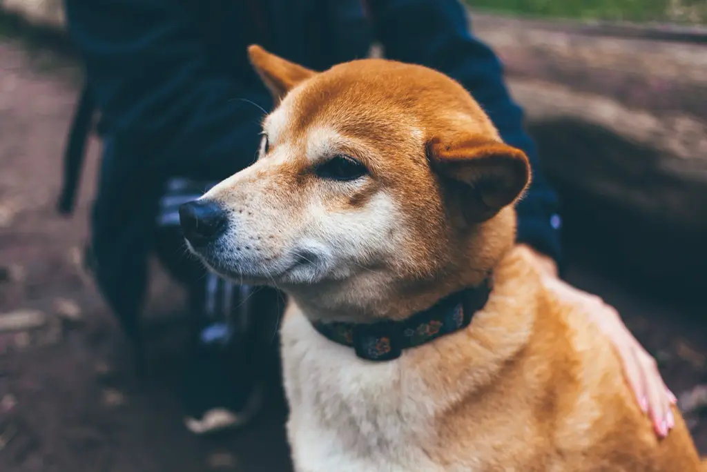 Shiba Inu im Porträt