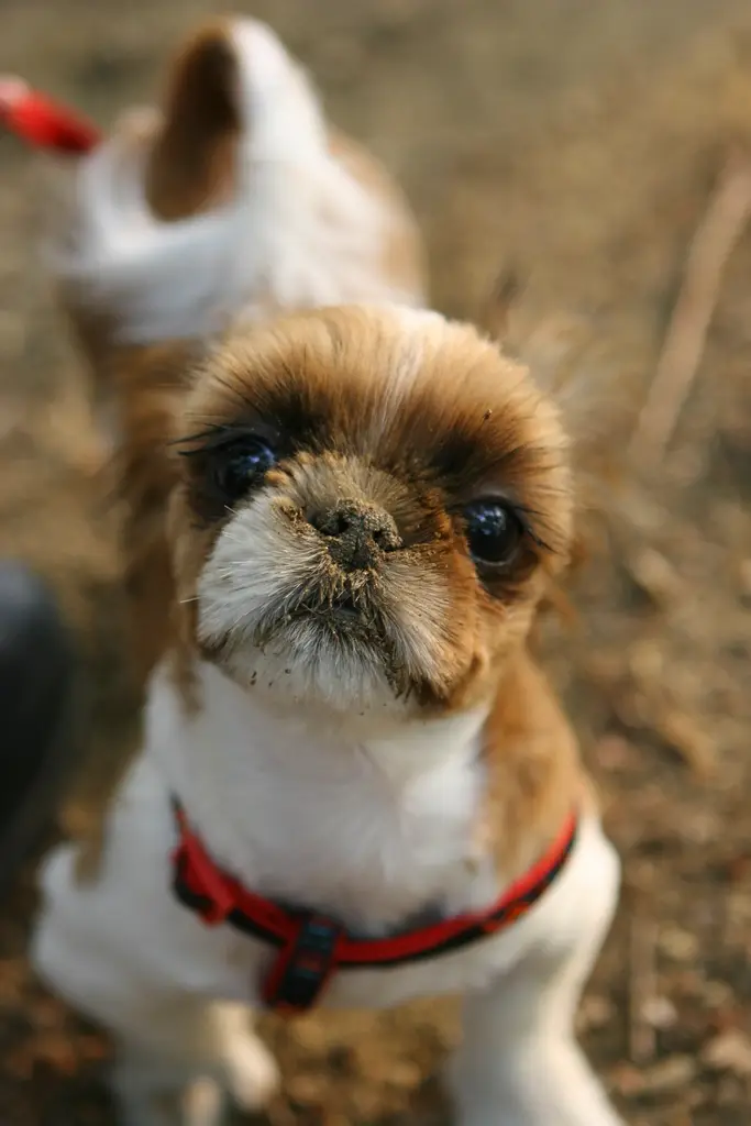 Shih Tzu im Porträt