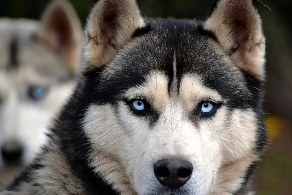 Siberian Husky im Porträt
