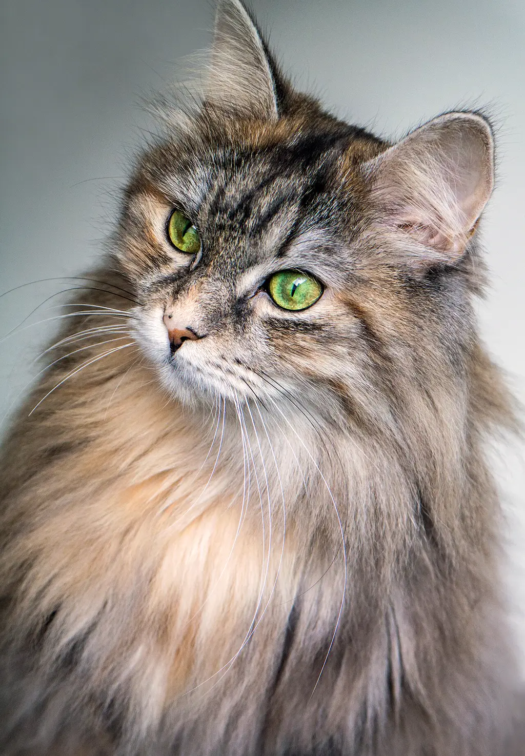 Sibirische Katze im Porträt