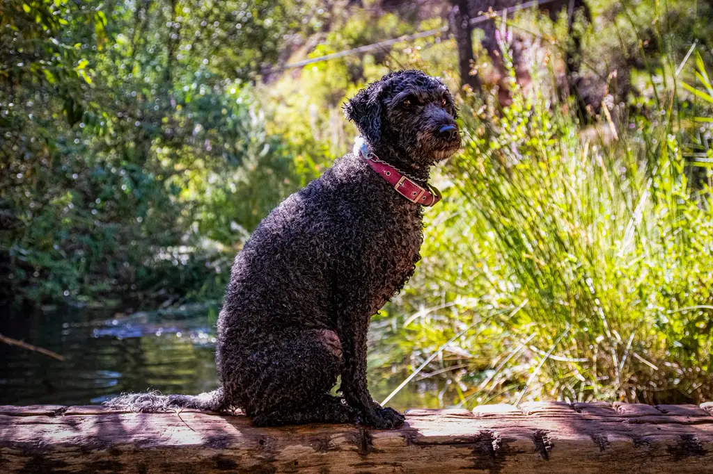 Spanischer Wasserhund im Porträt