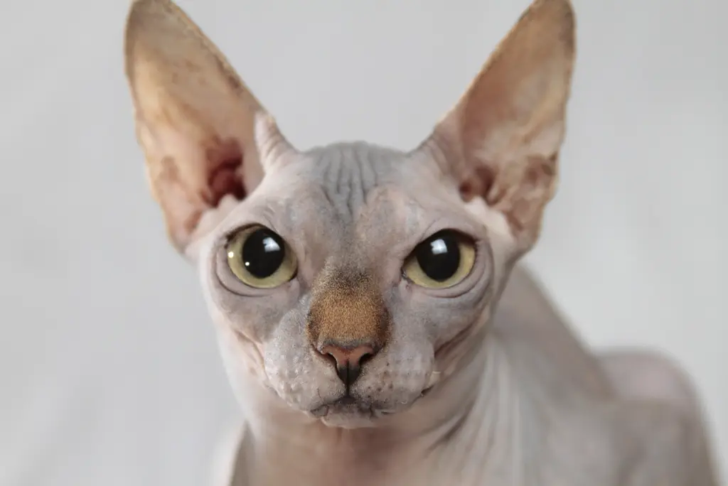 Sphynx im Porträt
