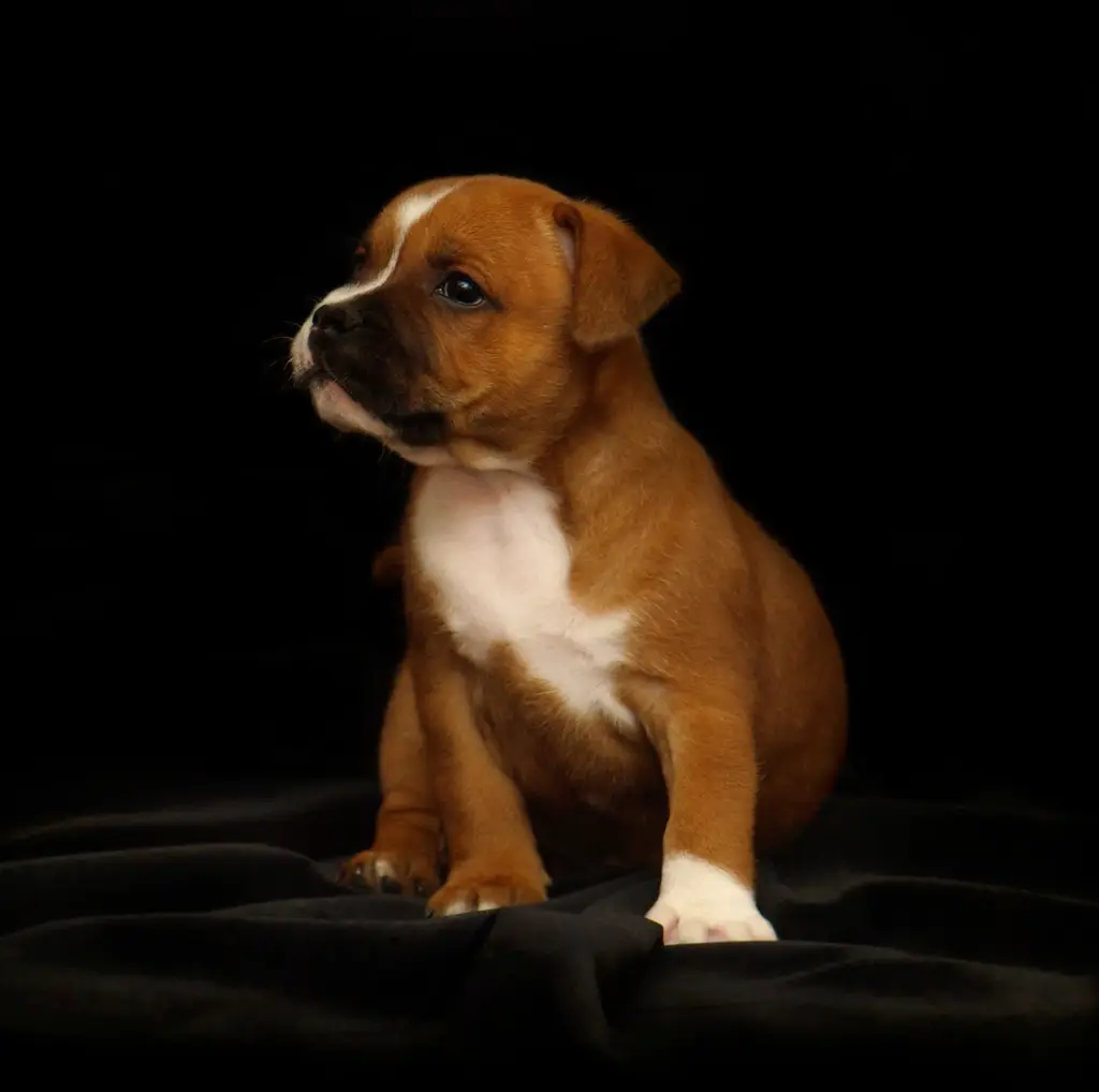 Staffordshire Bullterrier im Porträt