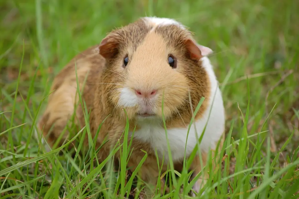 Ein Meerschweinchen
