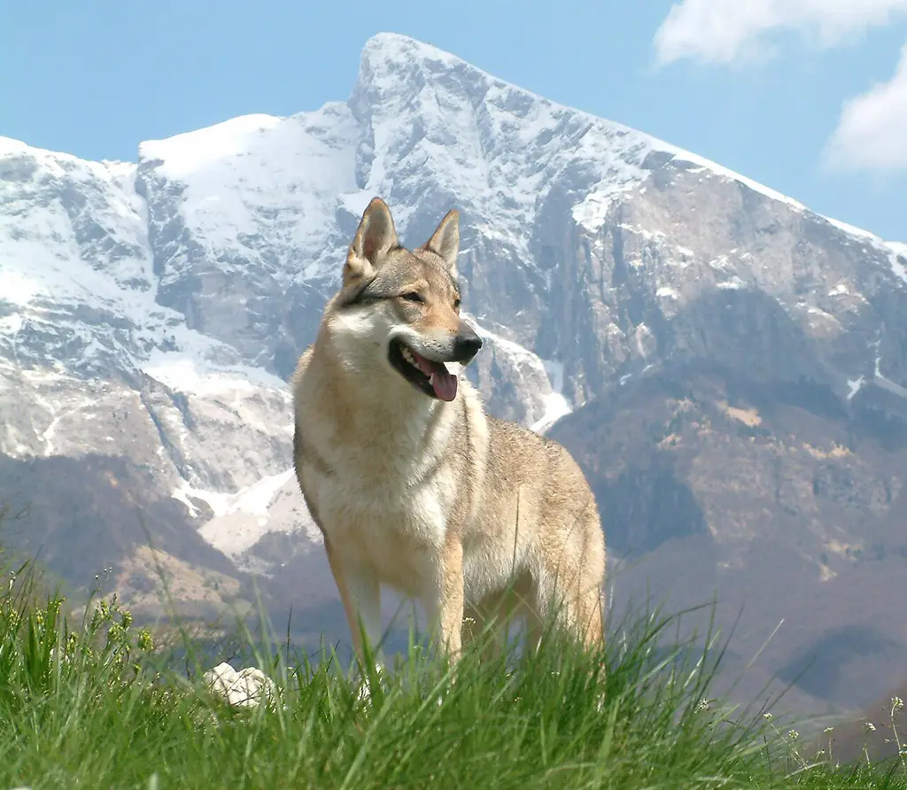 Tschechoslowakischer Wolfhund im Porträt