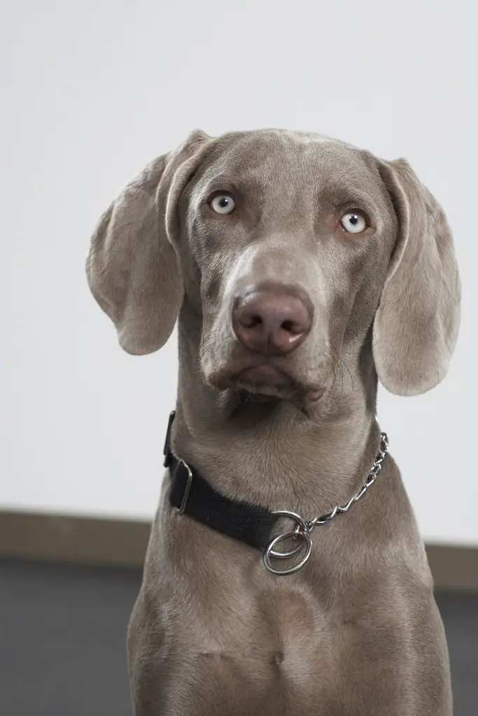 Weimaraner im Porträt