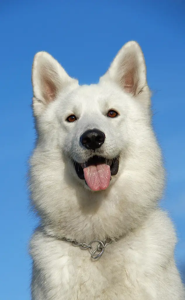 Weißer Schweizer Schäferhund im Porträt