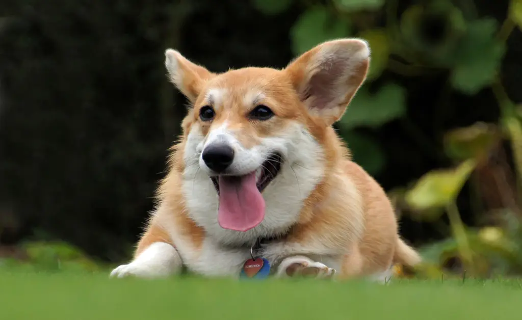 Welsh Corgi Pembroke im Porträt