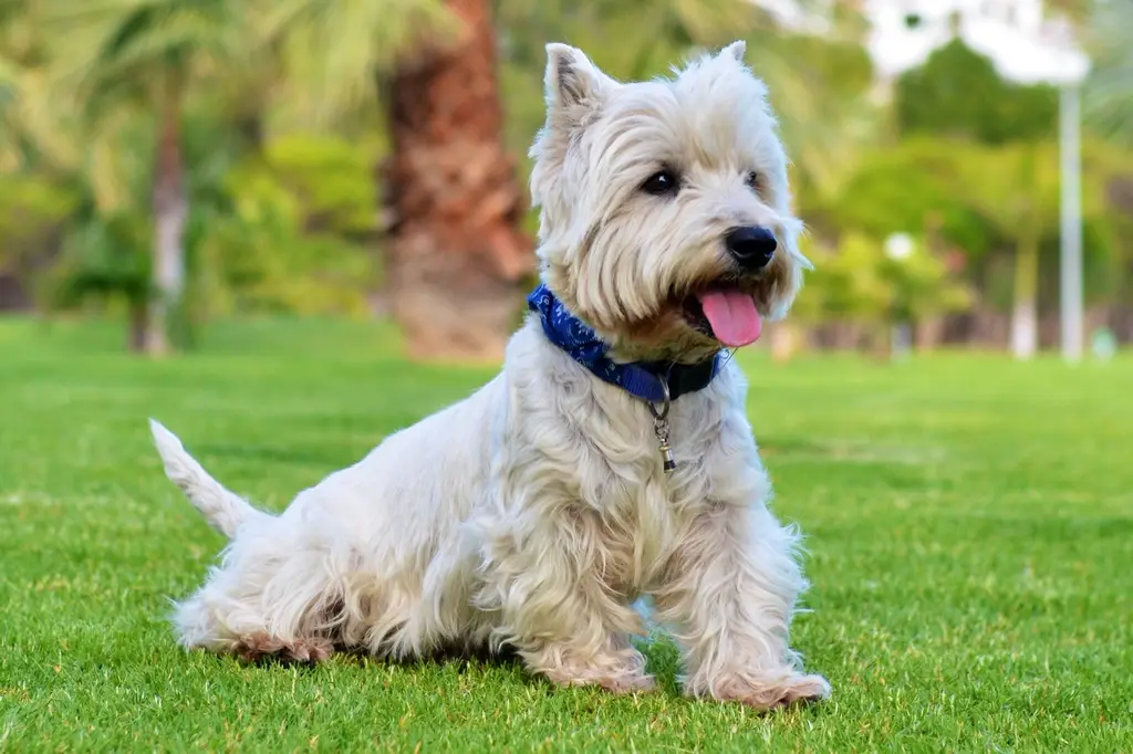 West Highland White Terrier im Porträt