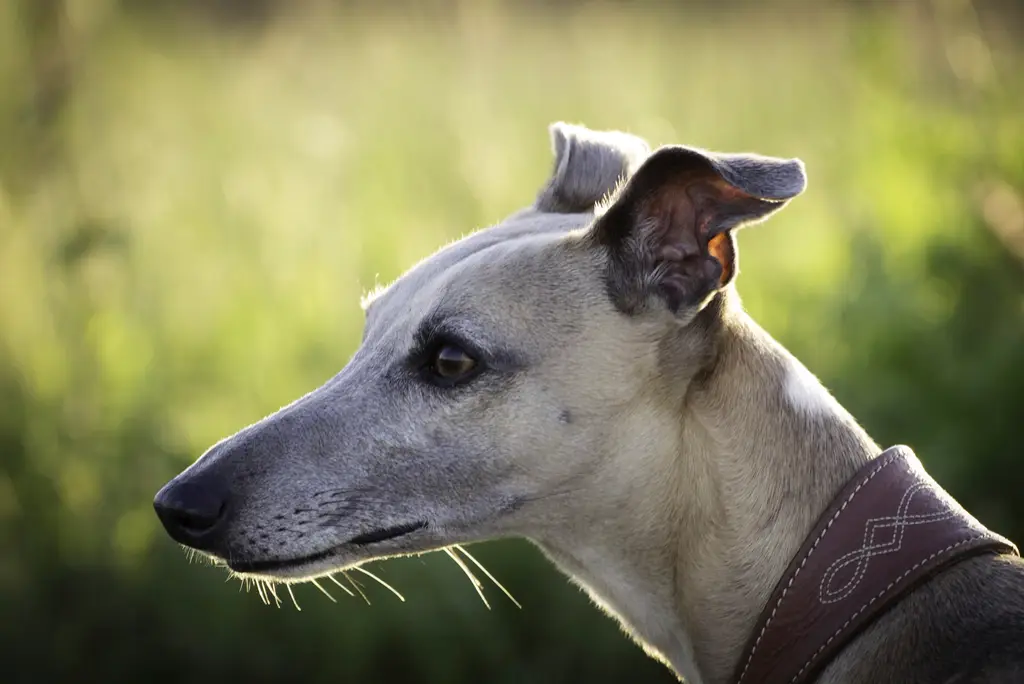 Whippet im Porträt