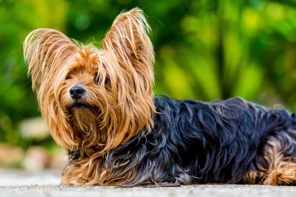 Yorkshire Terrier im Porträt