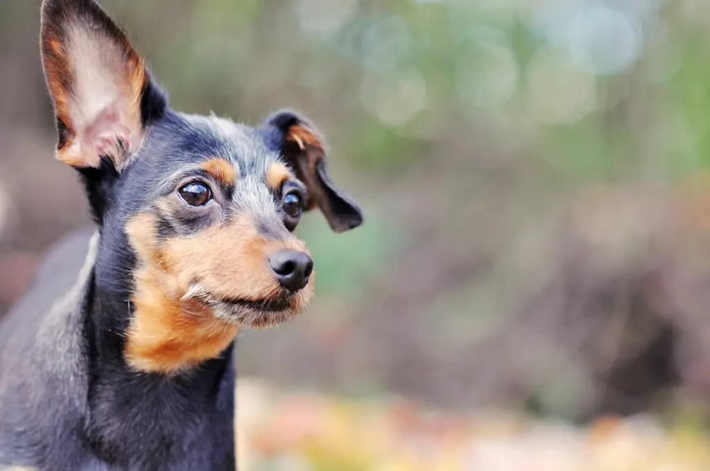 Zwergpinscher im Porträt