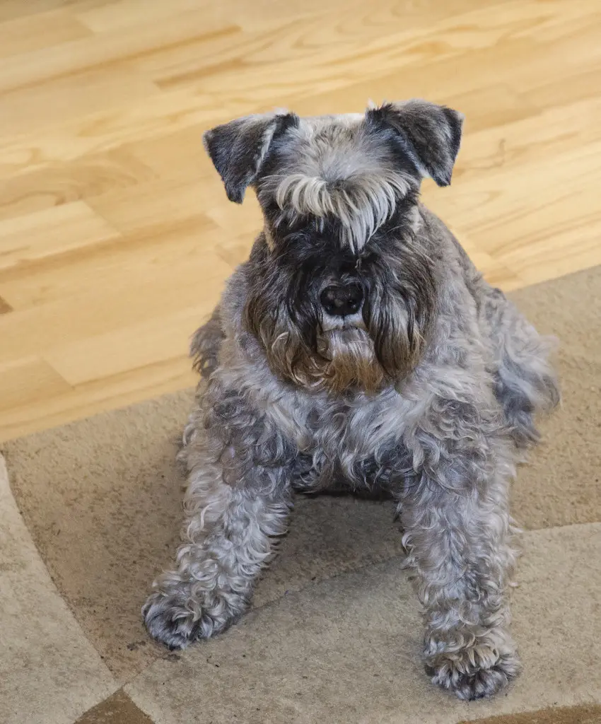 Zwergschnauzer im Porträt